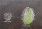  Glumes
